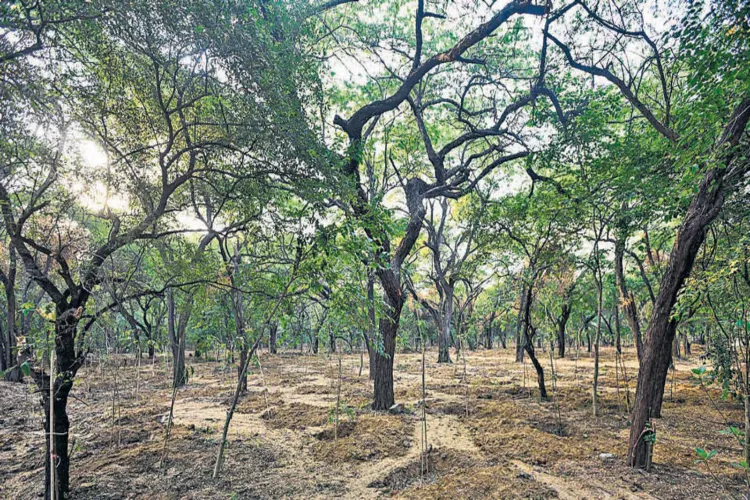 Central Ridge in Delhi