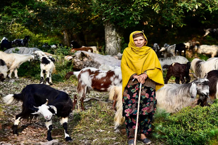 A Bakerwal woman with her herd