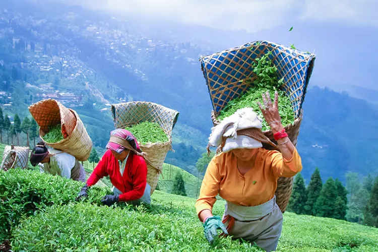 Darjeeling tea Garden (File)