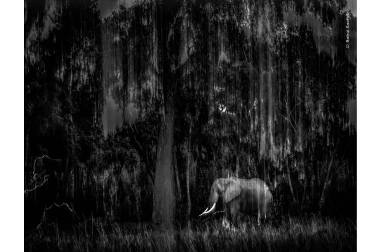 Award winning photograph by Rahul Sachdev