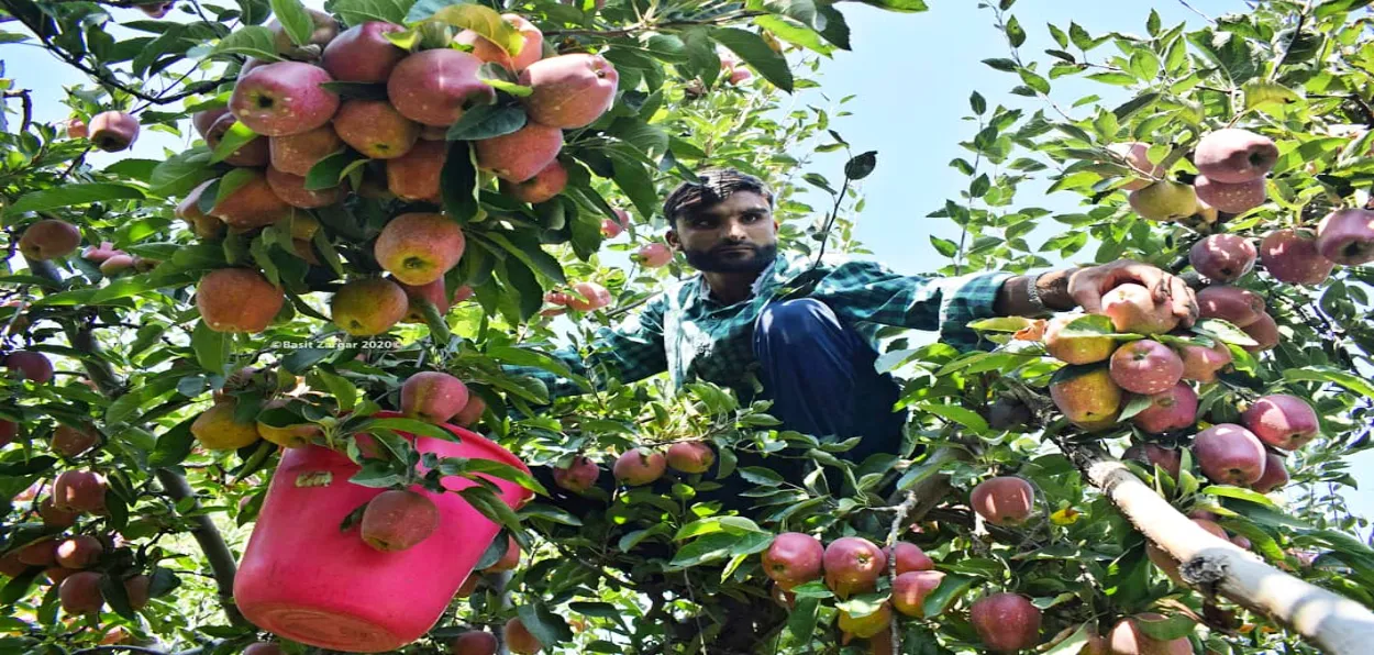 A Kashmiri farmer harvesting Delicious variety of apple (Basit Zargar)