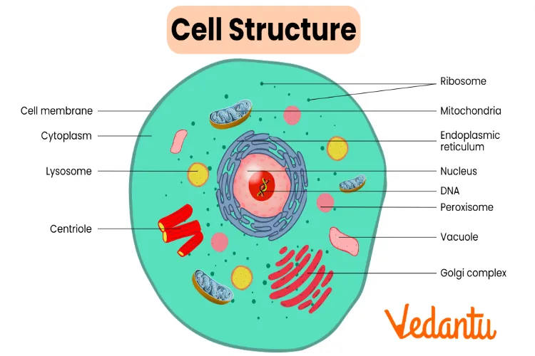 Cell of a living being
