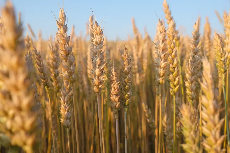 Standing wheat crop
