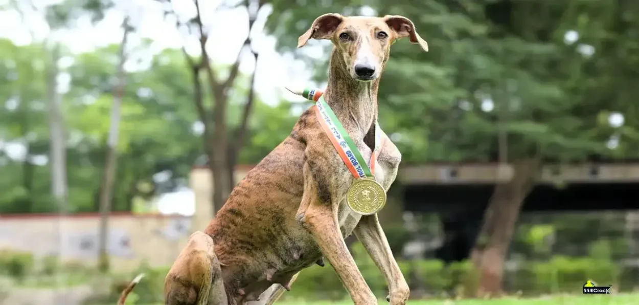 Riya, a Mudhol Hound, with medals
