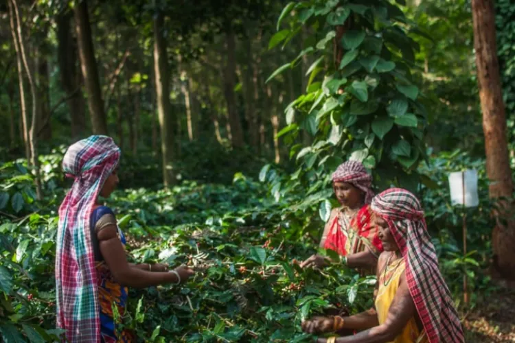 Coffee plantation in Koraput, Odisha