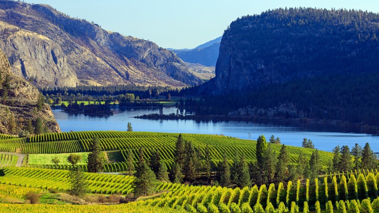 https://www.awazthevoice.in/upload/news/1761639810vinyards.jpg