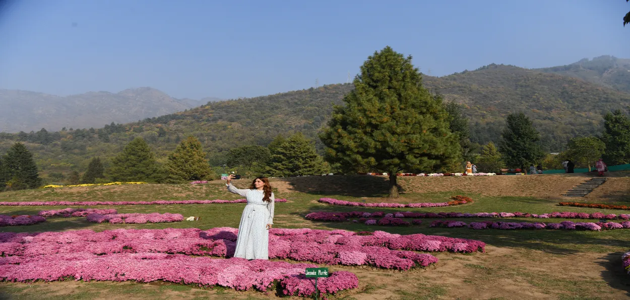 A  woman clicking pics in the the newly opened Chrysanthemum  garden in Srinagar (All Pics by Basit Zargar)