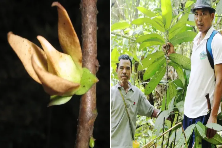 Nagaland varsity study unlocks medicinal secrets of endangered plant