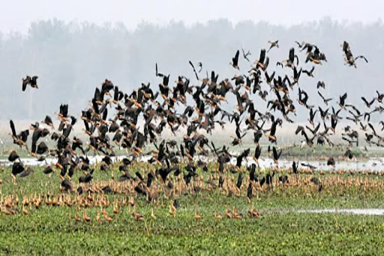 Migratory birds in Pobitora Wildlife Sanctuary, Assam