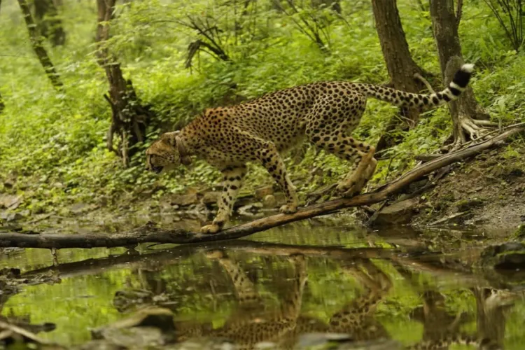 International Cheetah Day