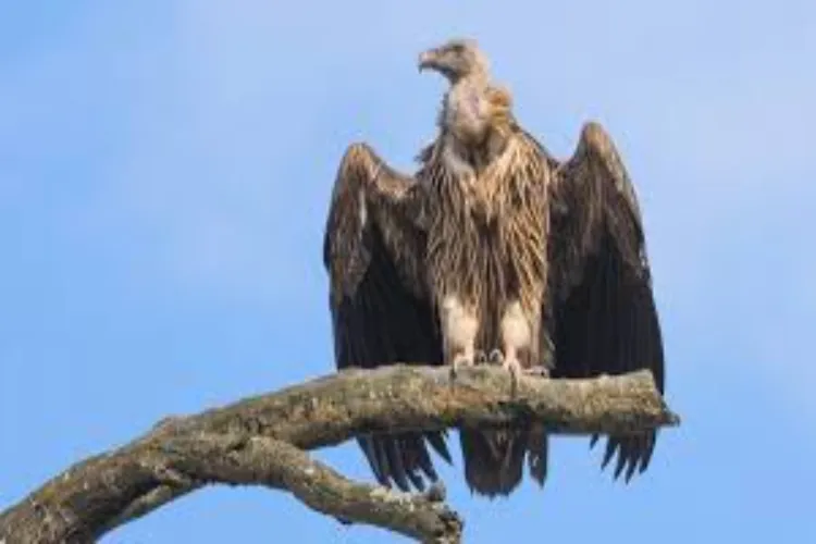Jharkhand is set to operationalise its first Vulture Conservation and Breeding Centre in Ranchi