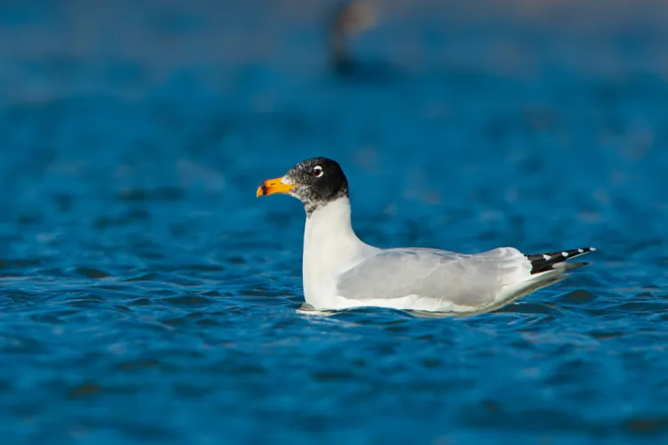 the Pallas’s Gull, also known as the Great Black-headed Gull