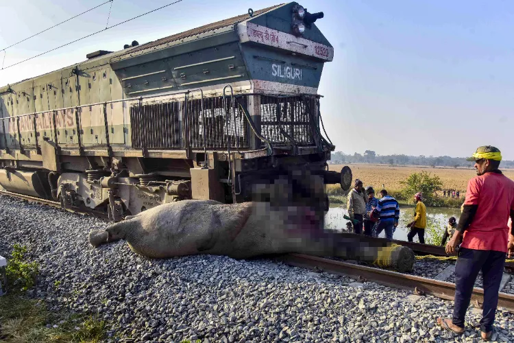 Eight elephants are killed after a herd is struck by the Sairang-New Delhi Rajdhani Express, in Nagaon district, Assam