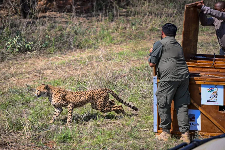 A cheetah being released for quarantine in the presence of President Droupadi Murmu, unseen, and Botswana's President Duma Gideon Boko, unseen, at a nature reserve in Gaborone, Botswana