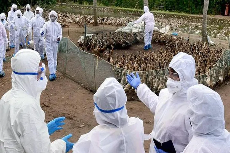 Avian flu confirmed among poultry in some areas of Alappuzha and Kottayam districts