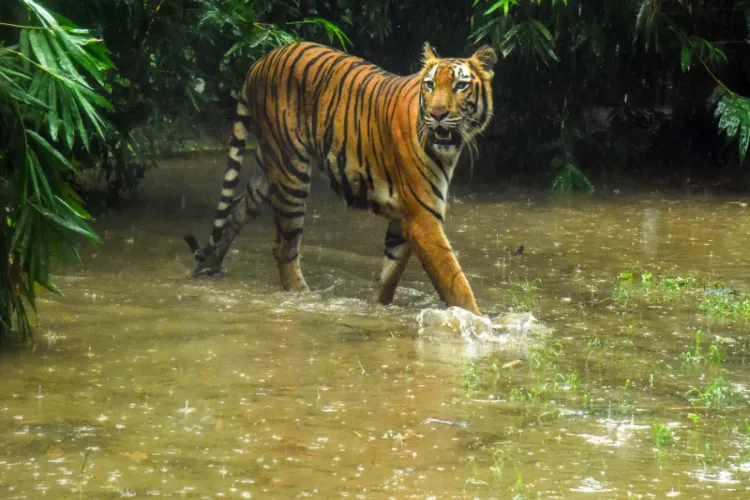 Andhra Tiger