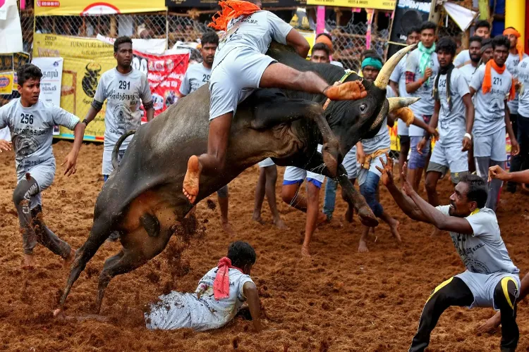 Jallikattu event 