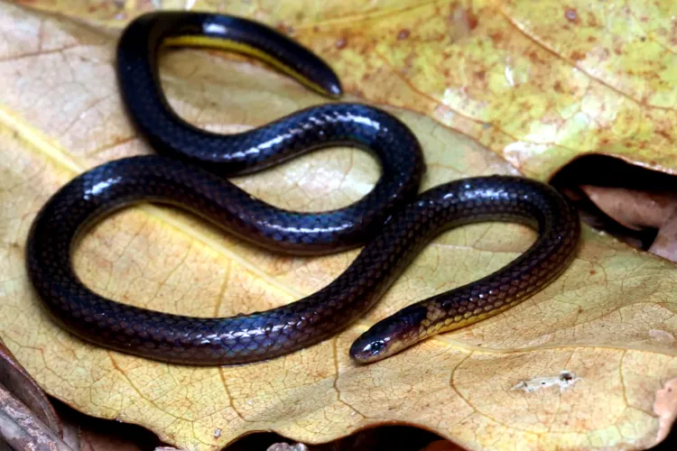 A group of scientists from Mizoram and researchers from Russia, Germany, and Vietnam have identified a new species of reed snake