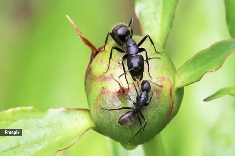 From queens ruling their colonies for decades to beetles that can survive for years in harsh environments, the insect kingdom has its fair share of longevity champions.