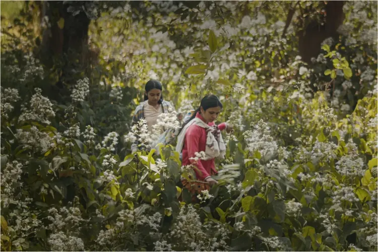 Sauv Films/Storiculture