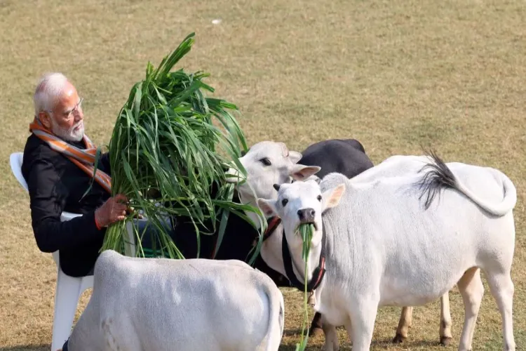 Prime Minister Narendra Modi fed cows at his residence in the national capital on the auspicious occasion of Makar Sankranti