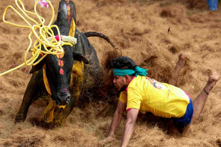 Jallikattu event, Madurai