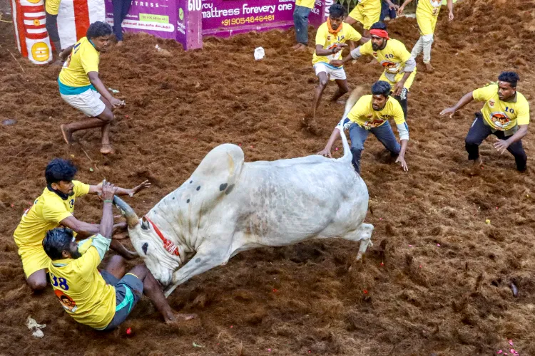 Participants try to subdue a bull during 'Jallikattu', a bull-taming sport, in Madurai, Tamil Nadu