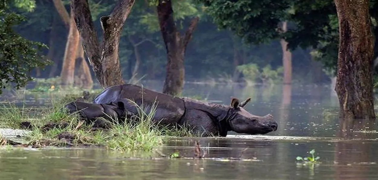 A one-horned rhinoceros wading through flood waters in the Kaziranga National Park