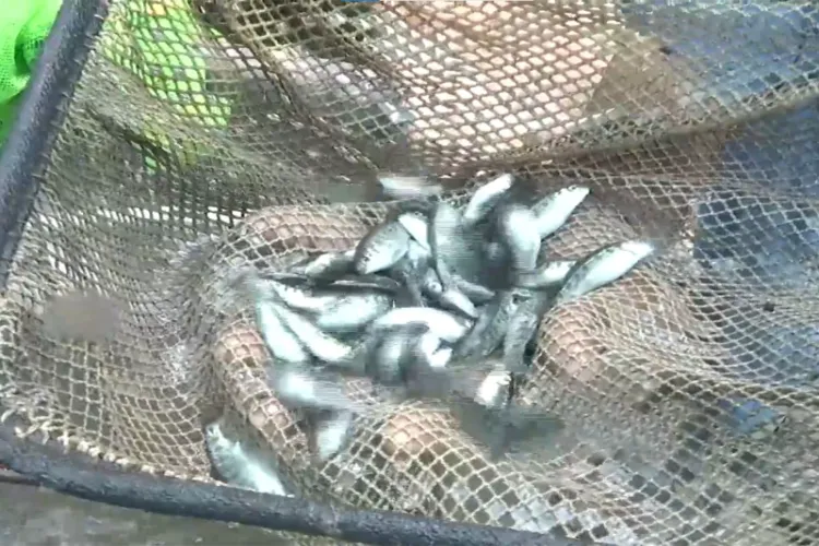 Unemployed JK youth starts trout farming under PMMSY in Rajouri