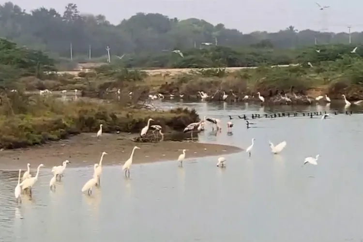 Water birds gathering in the estuary area of Thoothukudi Harbour Beach