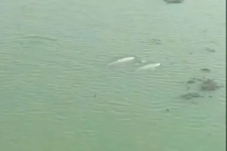 Dolphin sighted at Chilika Lake in Odisha