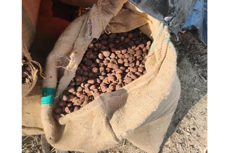 Assam Rifles seized illegal betel nuts