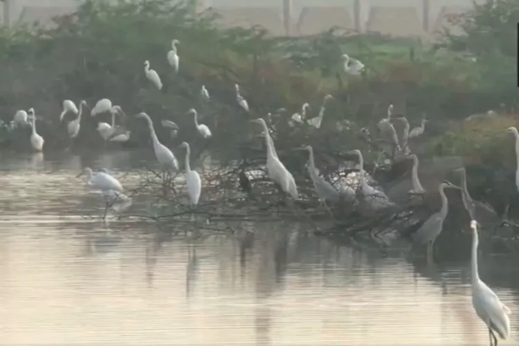 Aquatic birds in Thoothukudi district.