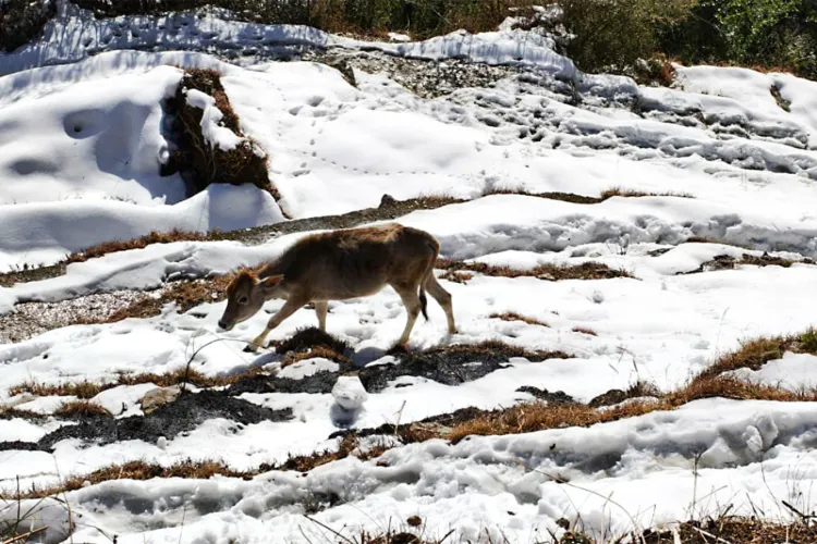 A calf walks in a snow-covered area following a fresh spell of snowfall.