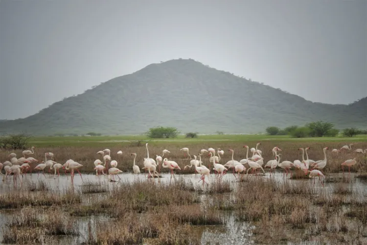 Chhari-Dhandh becomes Gujarat’s fifth and Kutch’s first Ramsar Site 