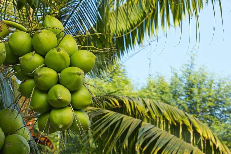 A coconut plantation