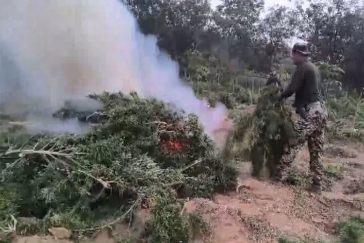 Security forces destroy ganja plantation in Tripura 