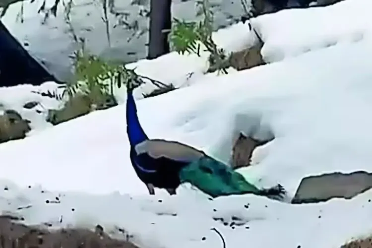 A peacock has been spotted in the snowy forests near Manali in Himachal Pradesh's Kullu district