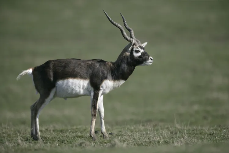 The blackbuck