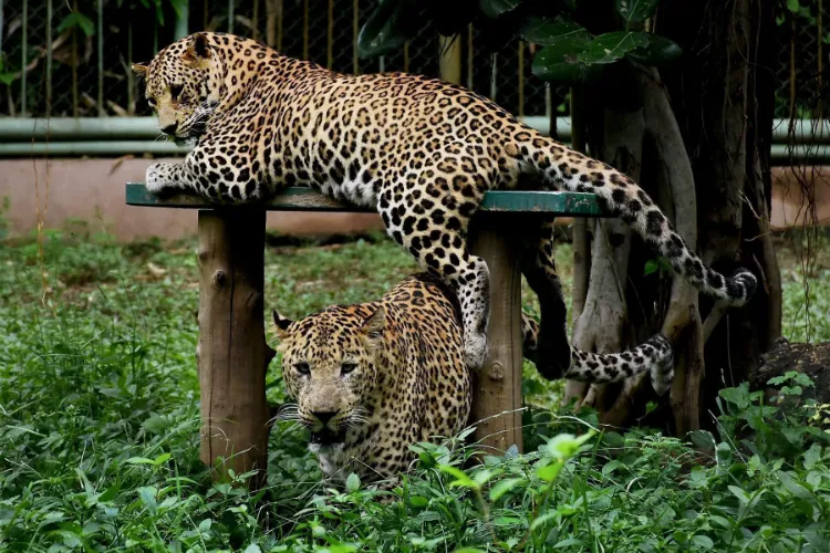 Leopards