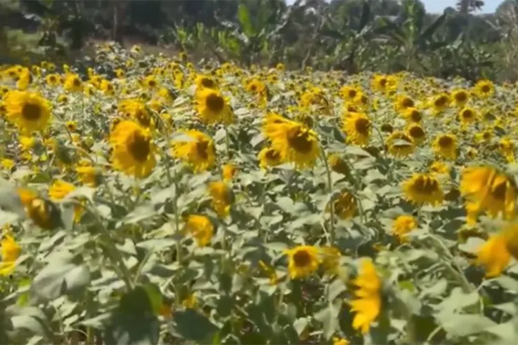 Sunflower fields across 40 acres blossom in Bison Valley 
