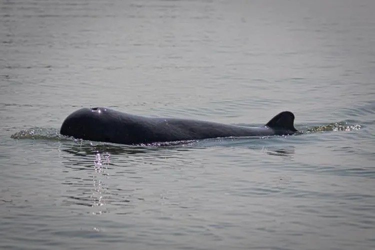  Irrawaddy dolphins