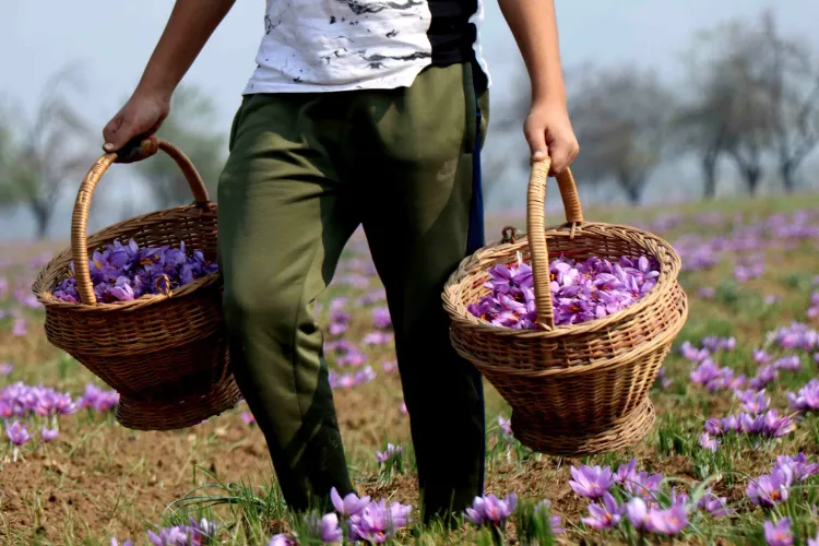 Saffron production in Jammu and Kashmir