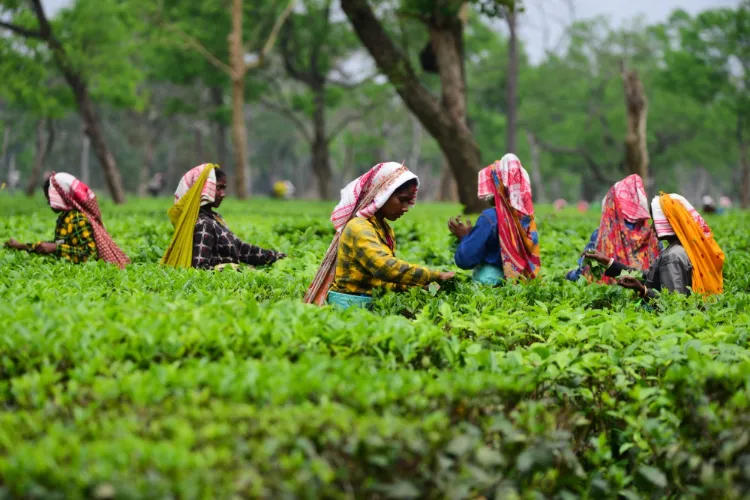 Assam Tea Garden