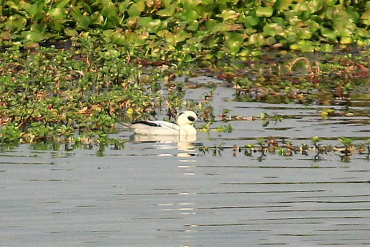 Waterbird in Kaziranga