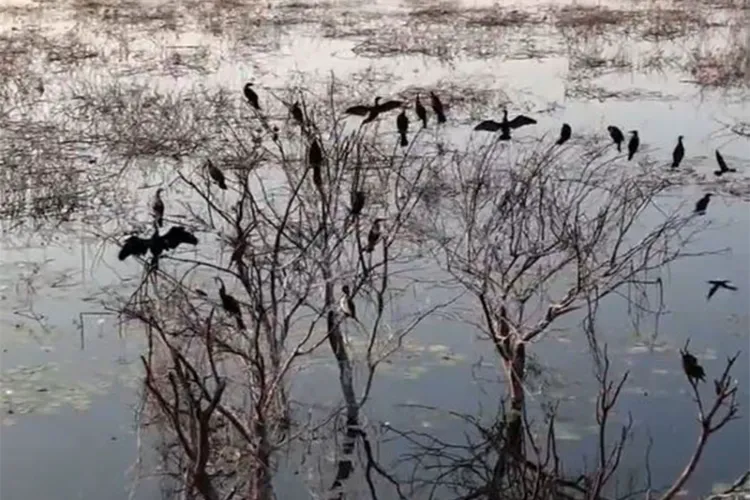 View of  Panjappur Lake in Tiruchirappalli 