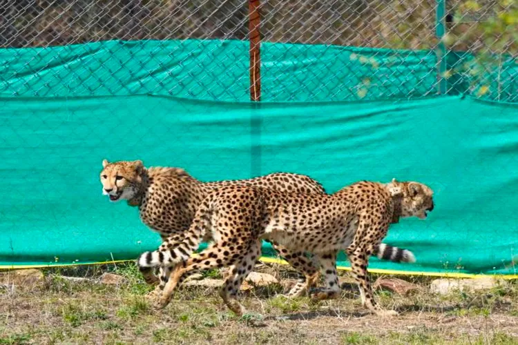 Representational Image