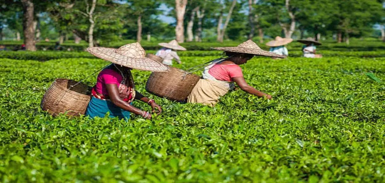 Women plucking tea leaves in a garden
