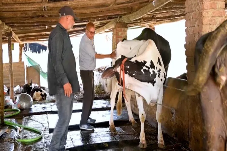 Deepak Patel from Surat's Vaheval village tending to cattle