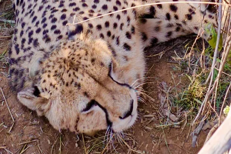 India’s wild cheetahs total 53 after Kuno cub births